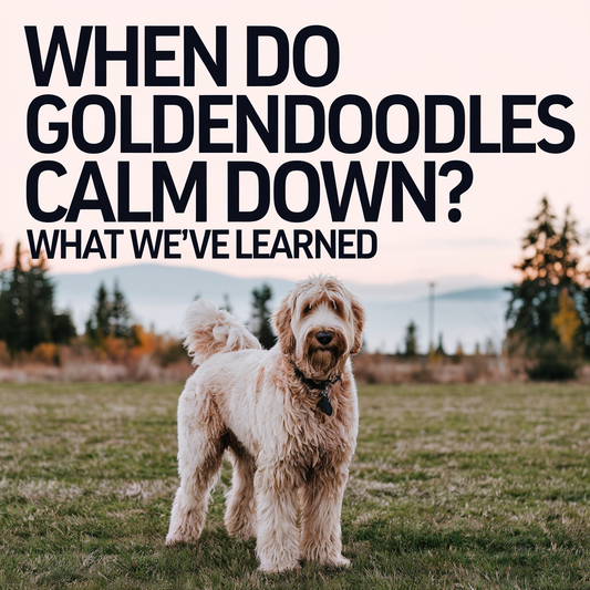 When Do Goldendoodles Calm Down?