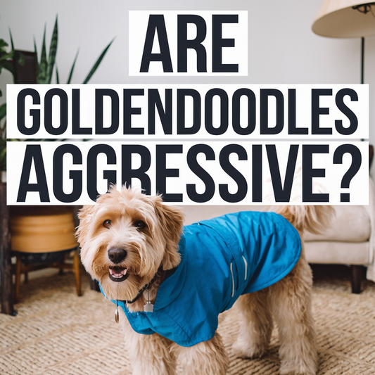 Are Goldendoodles Aggressive?