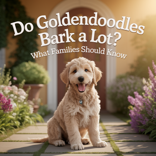 Do Goldendoodles Bark a Lot? What Families Should Know